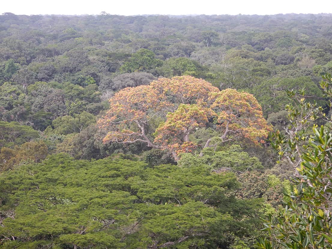 équipe utopiarbre Canopée côtes d_ivoire forêt de Taï