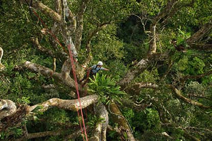 utopiarbre apprentissage du déplacement dans les arbres