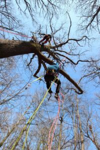 utopiarbre formation CQP educateur grimpe d’arbres secours utopiarbre formation CQP educateur grimpe d'arbres secours