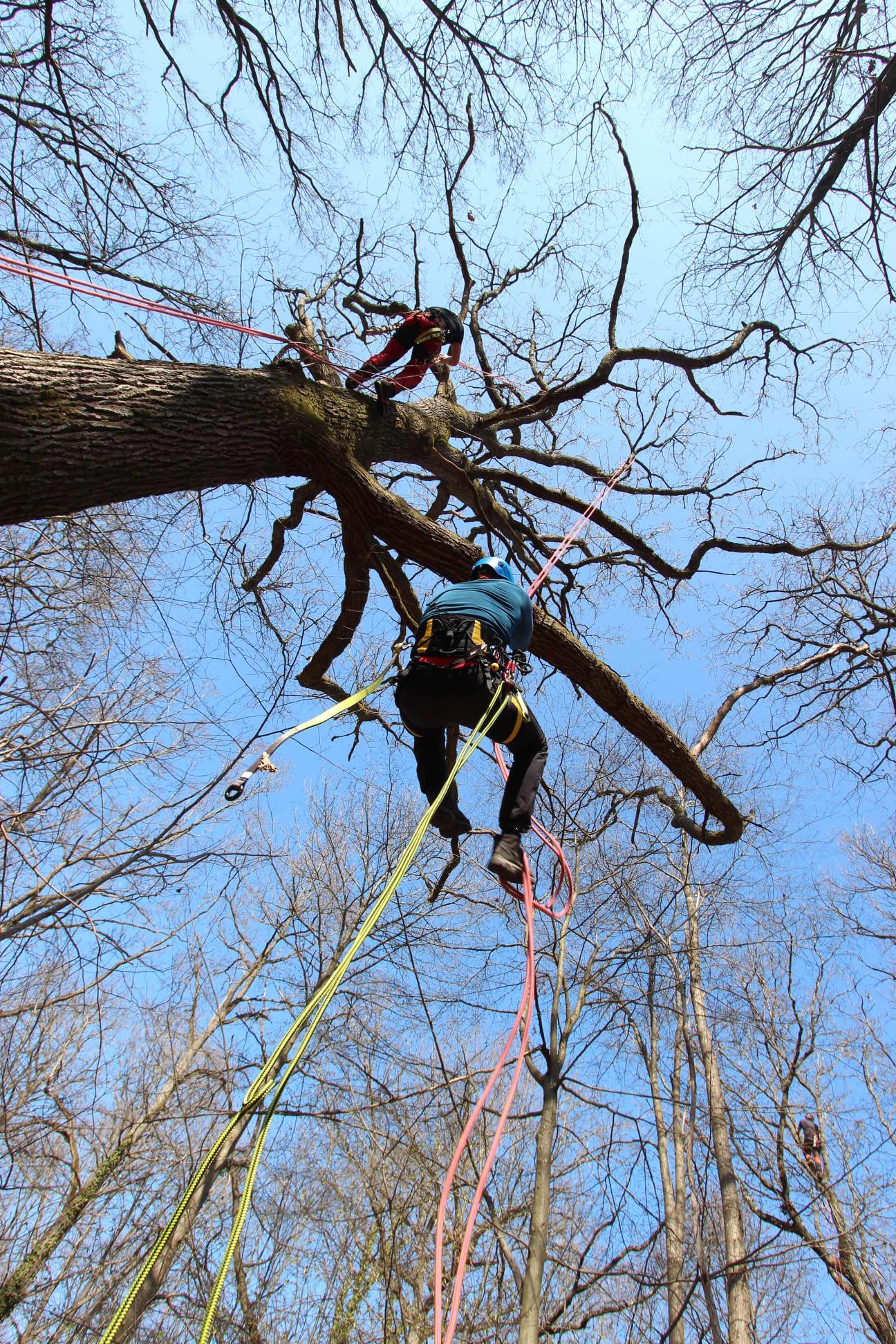 utopiarbre formation CQP educateur grimpe d'arbres secours